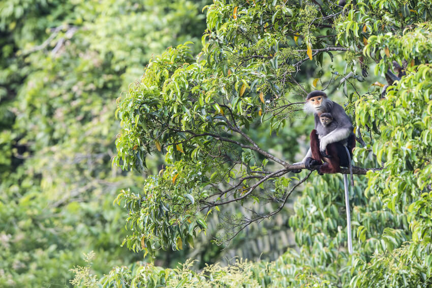 Carbon Balanced Printing - A mother and baby endangered Red-shanked Douc Langur